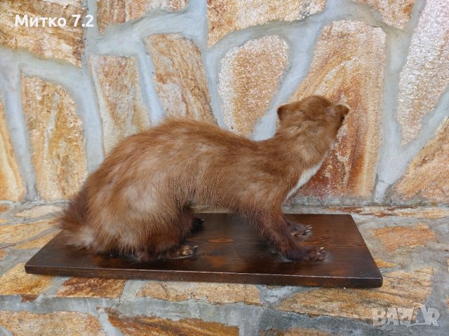 Препарирана белка, снимка 4 - Други - 37283951