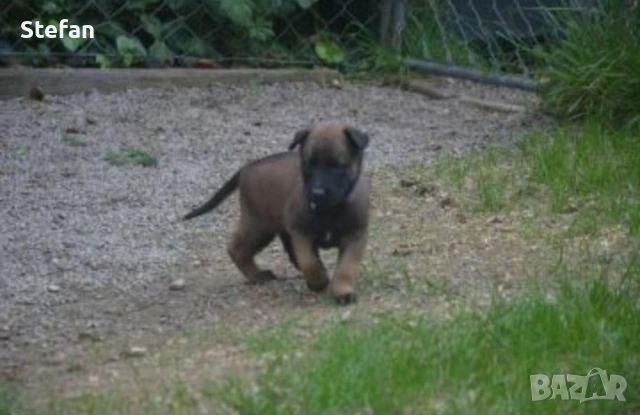 Белгийски овчарка-Малиноа, снимка 7 - Белгийска овчарка - 53422371