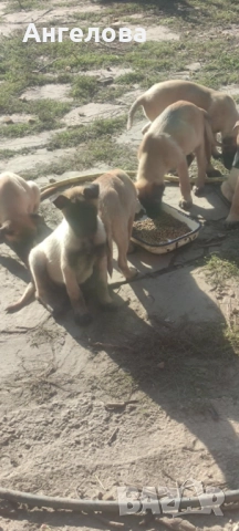 Продавам Белгийски овчарки- Малиноа