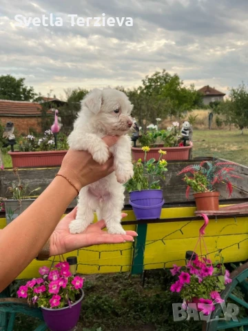 Болонки , снимка 5 - Болонка - 50991038