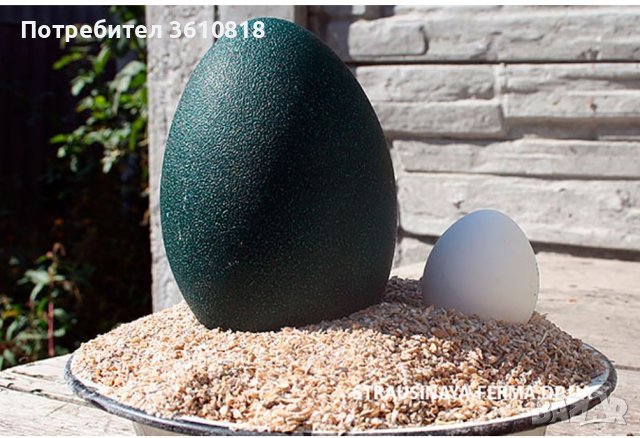 Яйце от Ему (и за консумация и за разплод), снимка 2 - Други животни - 39309532
