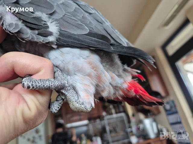 Жако налично, снимка 4 - Папагали - 53581524