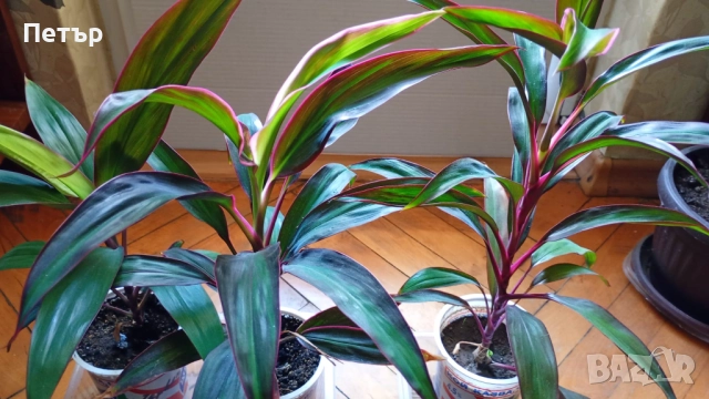 цветя -стайни растения