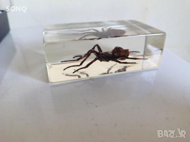 Страхотна Колекция Хербарий От Буболечки,Насекоми №2, снимка 4 - Колекции - 53174303