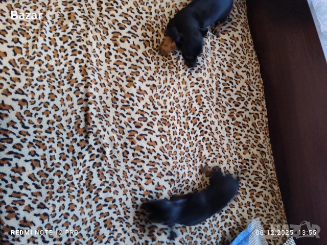 2 броя пинчери женски , снимка 2 - Пинчер - 52670801