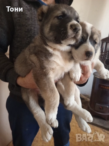 Алабай Таджикистански, Мъжко и Женско , снимка 4 - Алабай - 53582203