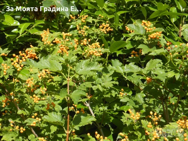 Жълта калина, снимка 3 - Разсади - 49491829