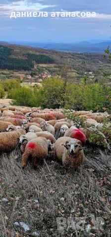 Реплянски овце по селекция, снимка 4 - Овце - 40665902