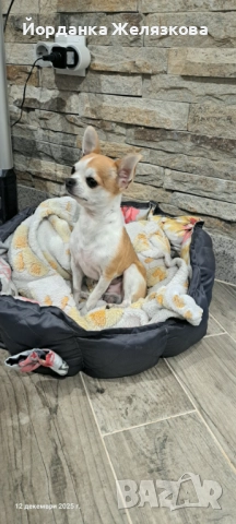 Мъжко чихуахуа на 3 год., снимка 2 - Чихуахуа - 52848264