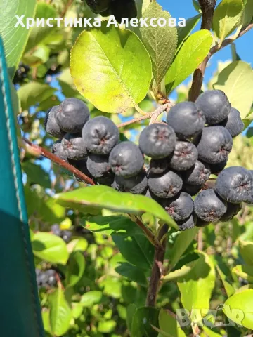 Разсад арония фиданки , снимка 9 - Разсади - 38606144