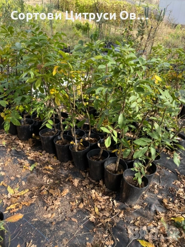 Дръвчета Орехи Chandler Fernett, снимка 2 - Градински цветя и растения - 52404369