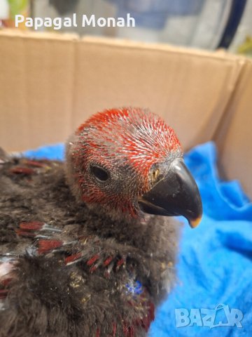 Еклектуси бебета  , снимка 5 - Папагали - 43860662