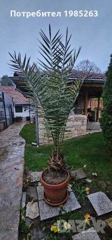 канарска финикова палма, снимка 3 - Стайни растения - 52585081