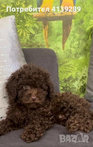 Мини пудел мини, снимка 3 - Пудели - 52755301