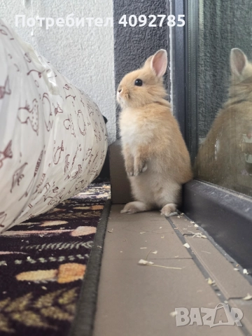 Декоративен заек, снимка 3 - Декоративни зайчета - 52821199