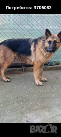 Продавам немска овчарка на година и половина не е агресивен към хора кучето е кастрирано, снимка 3 - Немска овчарка - 52745775