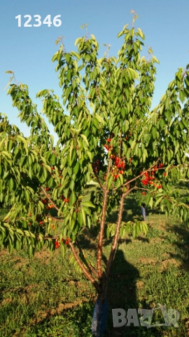 Продава се овощна градина, снимка 9 - Земеделска земя - 52111055