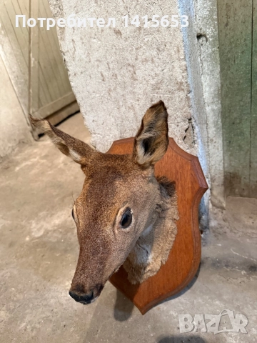 Продавам препарирана сърна, снимка 4 - Антикварни и старинни предмети - 52931129