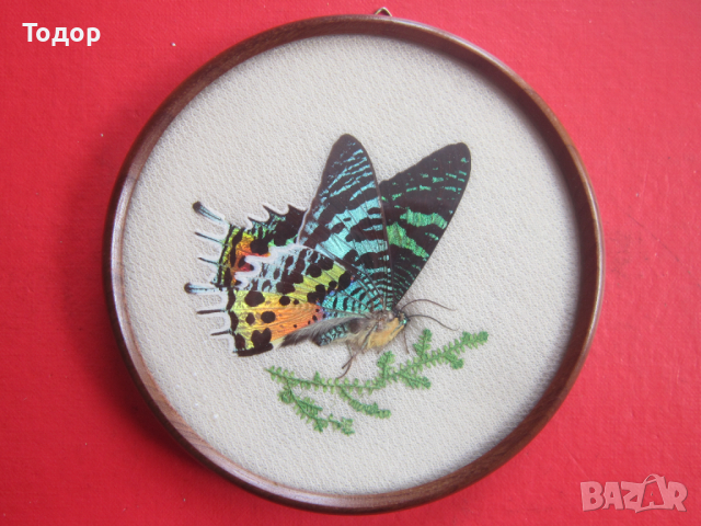 Уникална бразилска арт картина изкуство пеперуда 3, снимка 5 - Картини - 36578140