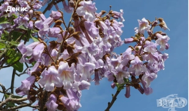 500 семена за Царска пауловния, снимка 3 - Сортови семена и луковици - 52813580