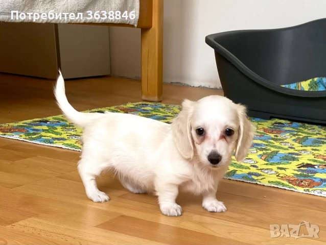 миниатюрен дългокосмест дакел, снимка 3 - Дакели - 51332954