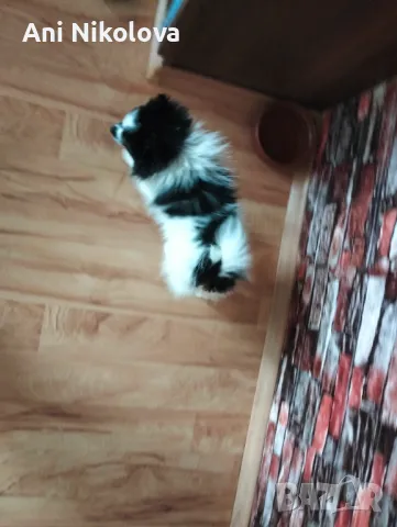 Мини шпиц , снимка 8 - Померан - 49781285