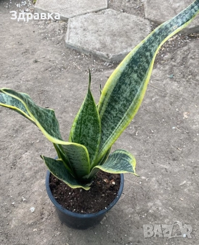 Сансевиера