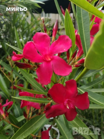 продавам  зокум, снимка 2 - Градински цветя и растения - 51705590