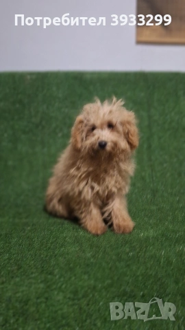 Пудел той пуделчета , снимка 3 - Пудели - 51947182