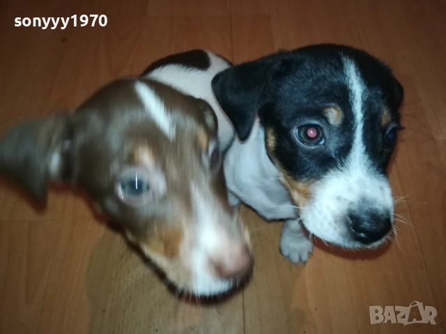 ДЖАК РЪСЕЛ БЕБЕТА 250ЛВ ЗА КУТРЕ 0310251248