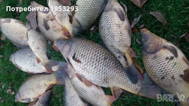 Риба от 1 до 6 кила див шаран за консумация и спортен риболов., снимка 3 - Други - 26686677