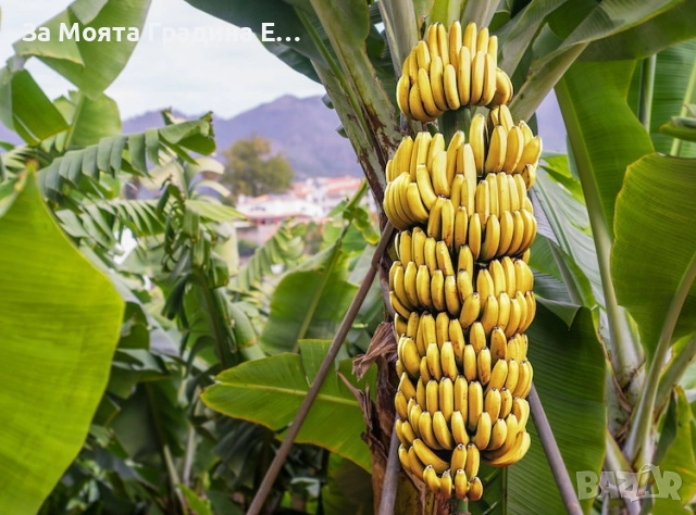 Банан- Мусо, снимка 4 - Градински цветя и растения - 52529859