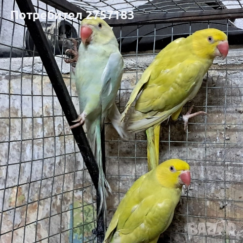 продавам малки александри 