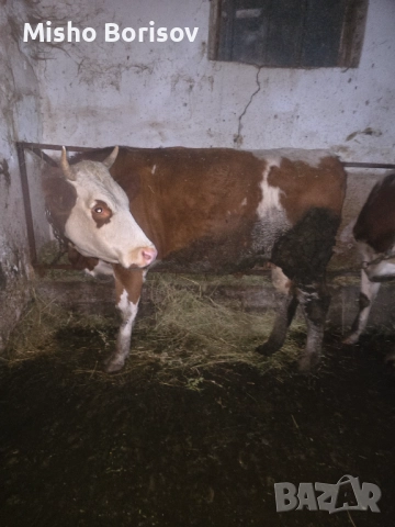 Продавам крави, снимка 4 - Крави - 52886798