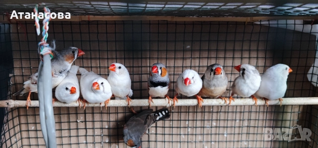 Зеброви Амадинки финки Варна, снимка 2 - Амадини - 42100147