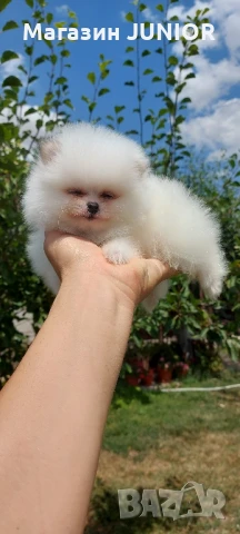 мини момиче