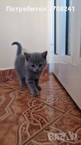 продавам британче