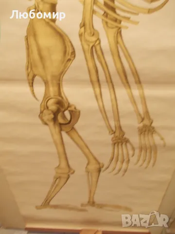 Старинно учебно табло Анатомия, снимка 6 - Антикварни и старинни предмети - 48677304