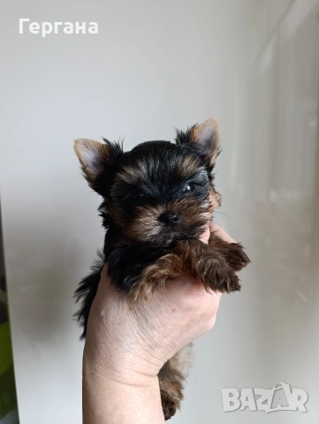 Мини йоркширски териер