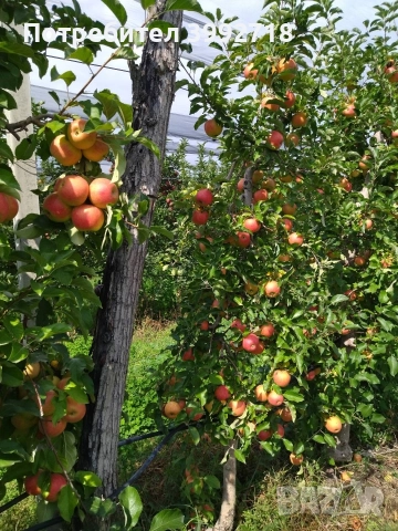 Ябълков сок натурален / сок от ябълка , снимка 4 - Други - 52837663