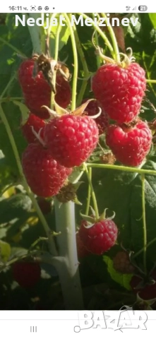 Малини разсад, снимка 3 - Разсади - 51943918