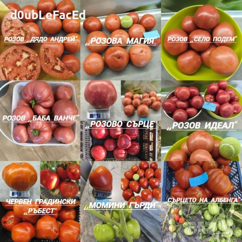 Стари сортове семена от ,,Вълшебната Градина", снимка 2 - Разсади - 48736400