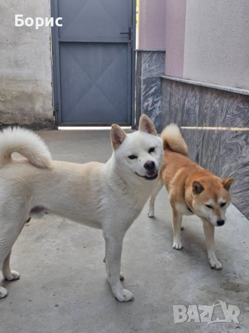 2 бр. Шиба Ину с родословие, снимка 8 - Шиба ину - 52678037
