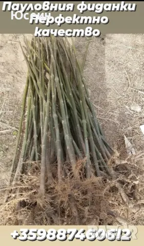 Озеленяване за паркове,градини,алей, снимка 6 - Градински цветя и растения - 48398291