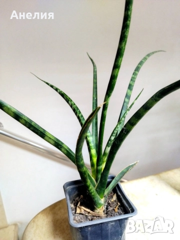 Сансевиера джудже бакуларис