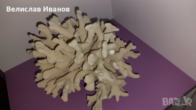 Естествен морски корал с леки забележки., снимка 3 - Декорация за дома - 43014347