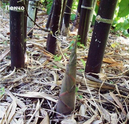100 бр бамбукови семена градински растения Черен цвят бамбук Moso-Bamboo за декорация на градината д, снимка 15 - Сортови семена и луковици - 28091326