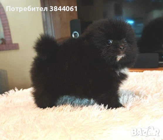 Мини померанчета , снимка 11 - Померан - 53223701
