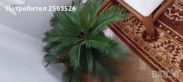 Палма Цикас, снимка 2 - Стайни растения - 47686921