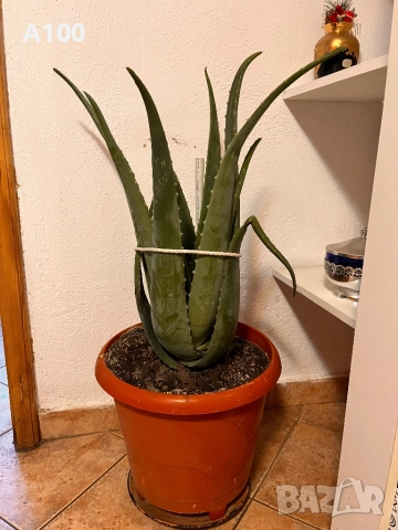 Алое вера - различни големини, снимка 3 - Стайни растения - 41737569